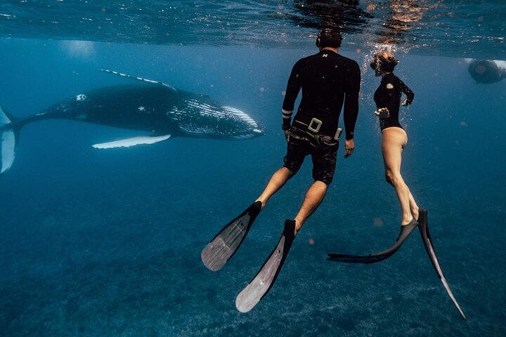 Swim with humpback whales - Image 2