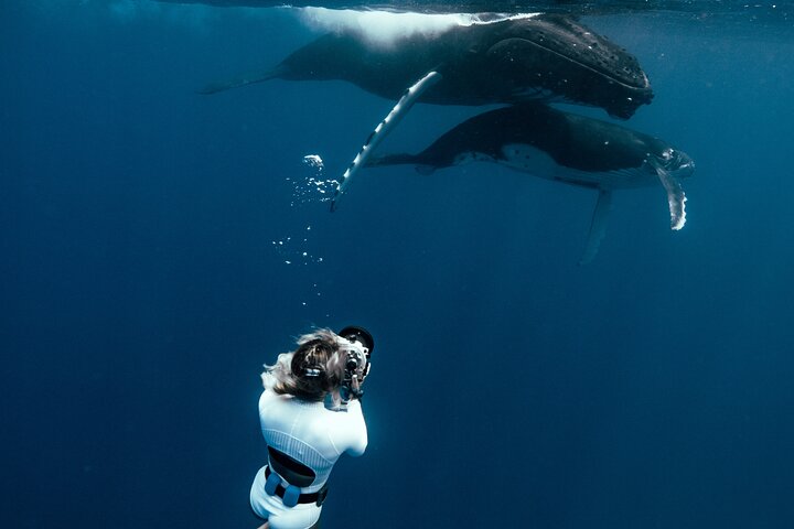 Swim with humpback whales - Image 4