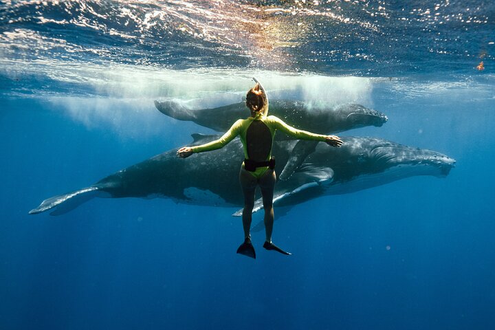 Swim with humpback whales - Image 3