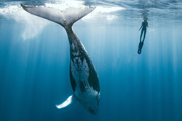 Swim with humpback whales - Image 1