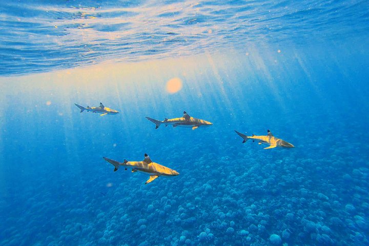 Unforgettable lagoon tour around Moorea - Image 3
