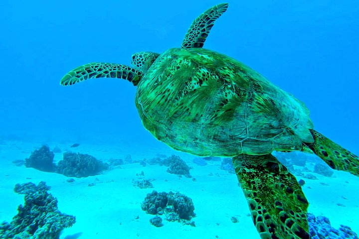 Unforgettable lagoon tour around Moorea - Image 4