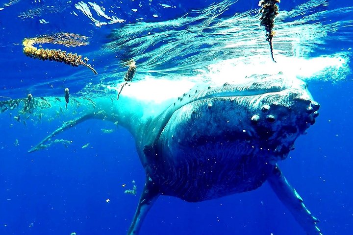 Whale Tour - Observe and swim with whales - Image 1