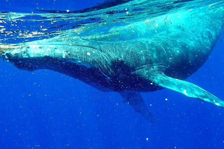 Whale Tour - Observe and swim with whales - Image 3