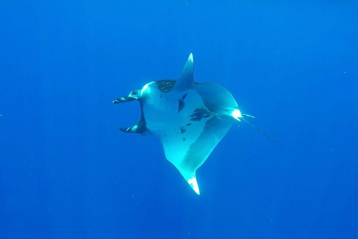 Whale Tour - Observe and swim with whales - Image 5