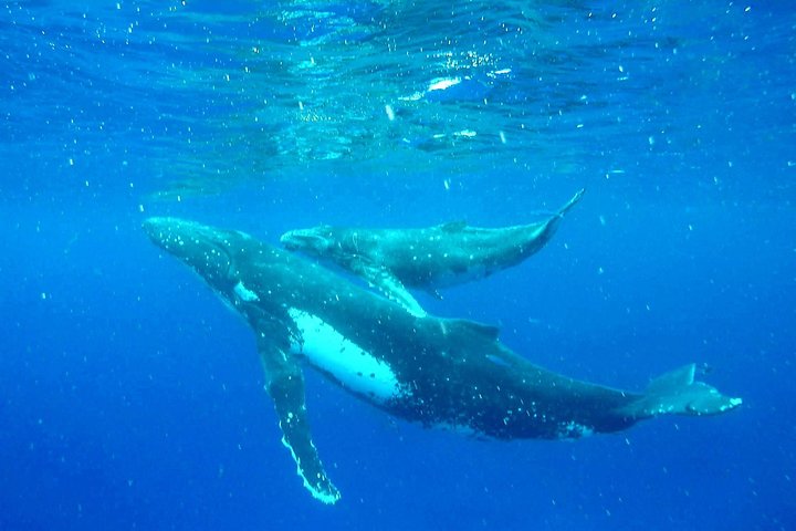 Whale Tour - Observe and swim with whales - Image 4