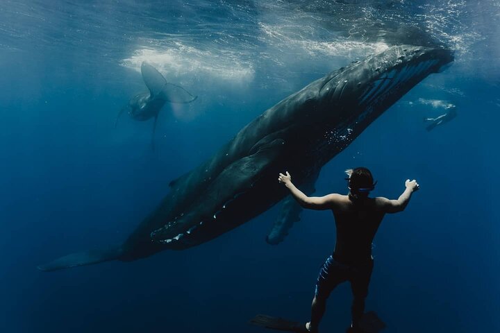 Whale Tour - Observe and swim with whales - Image 2