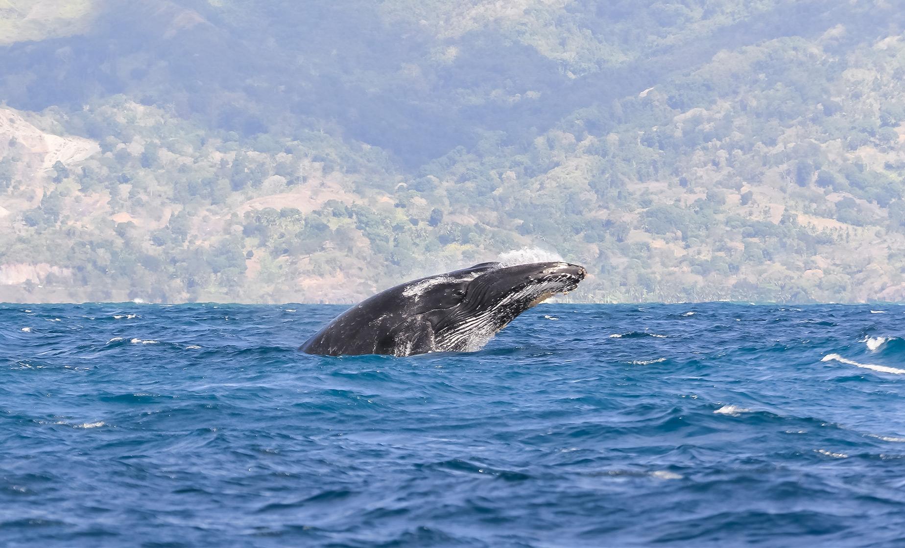 Whale Watching Experience - Image 1