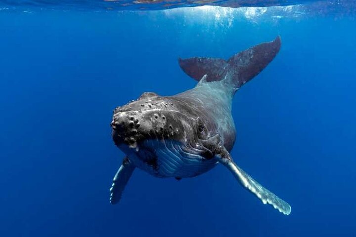 Whale watching in Moorea - Image 4