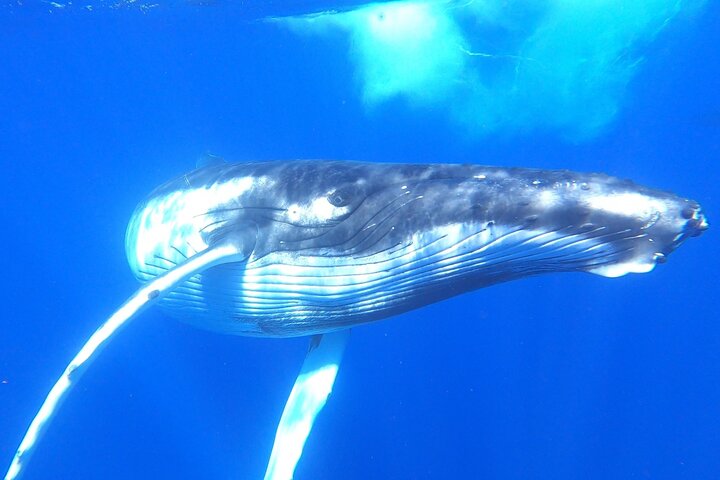 Whale watching in Moorea - Image 3