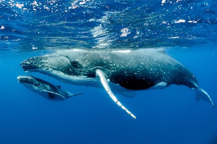 Whale watching in Moorea - Image 1