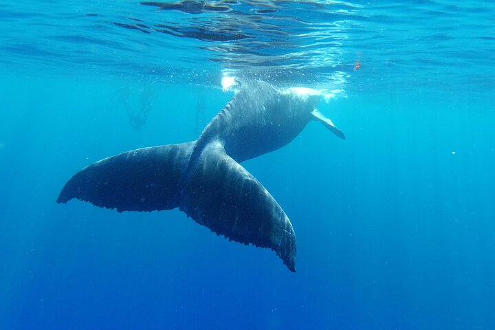 Whale watching in Moorea - Image 5