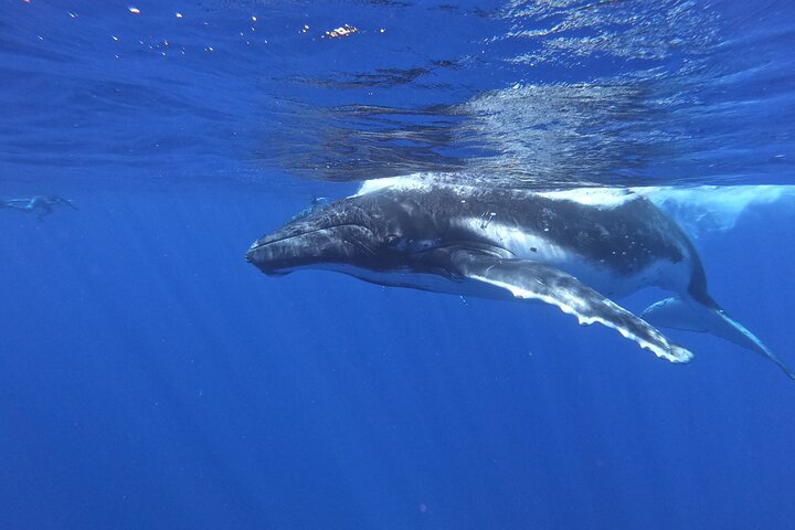 Whale watching in Moorea - Image 2