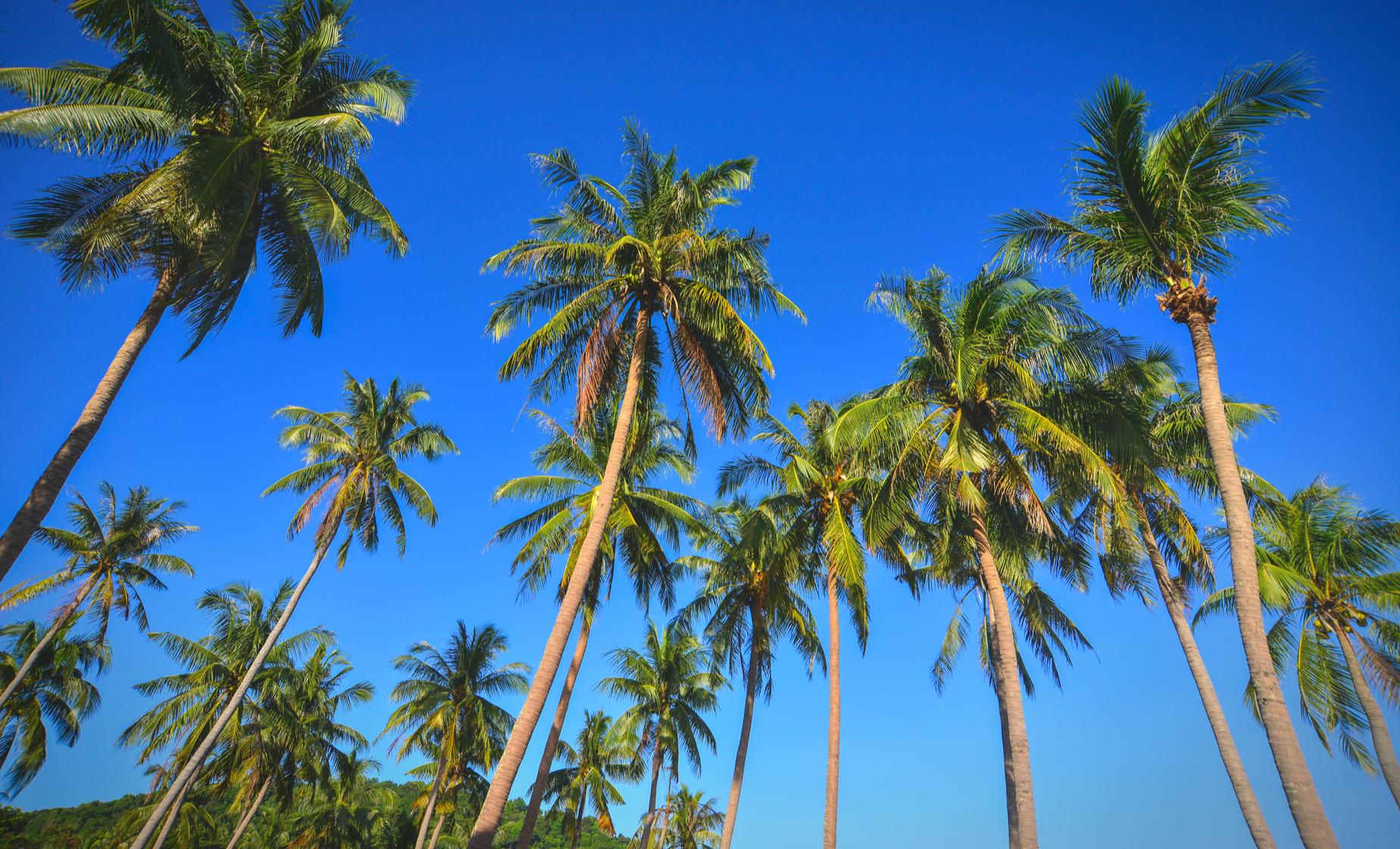 Island Vibes - Image 1