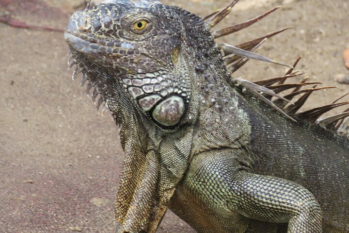 Private Customizable Island Sightseeing Tour in St Maarten - Image 5