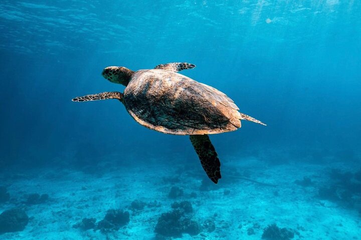 2x Snorkelling Phi Phi, Maiton, Maya Bay, khai islands tour - Image 1