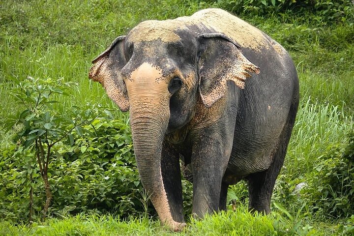 An Afternoon with the Elephants at Phuket Elephant Sanctuary - Image 4