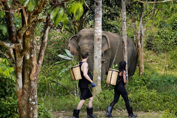 Full-Day Phuket Elephant Sanctuary Tour with Lunch and Dinner - Image 1