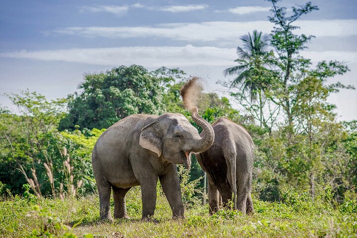 Full-Day Phuket Elephant Sanctuary Tour with Lunch and Dinner - Image 2