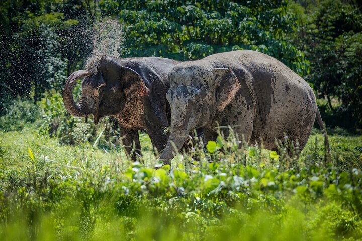 Full-Day Phuket Elephant Sanctuary Tour with Lunch and Dinner - Image 5