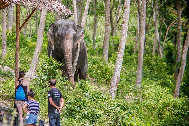 Full-Day Phuket Elephant Sanctuary Tour with Lunch and Dinner - Image 3