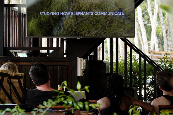 Full-Day Phuket Elephant Sanctuary Tour with Lunch and Dinner - Image 4