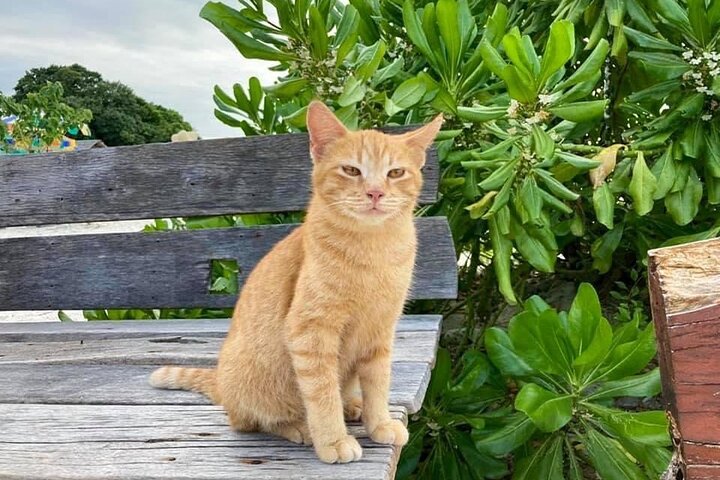 Khai Island From Phuket - Image 3