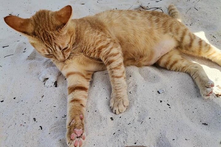 Khai Island From Phuket - Image 5