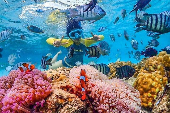 Phuket Fullday Fabulous Snorkeling Spot of Surin Fisherman Village by Speed Boat - Image 2