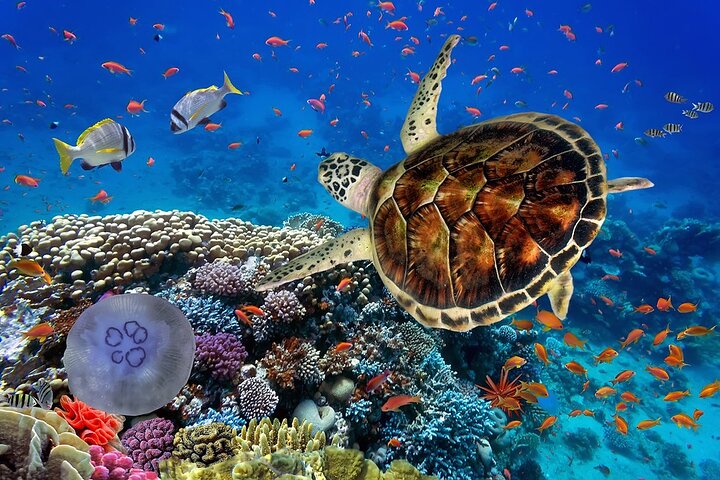 Phuket Scuba Diving and Snorkeling Offshore 2 Islands Full-Day by Speed Boat - Image 5