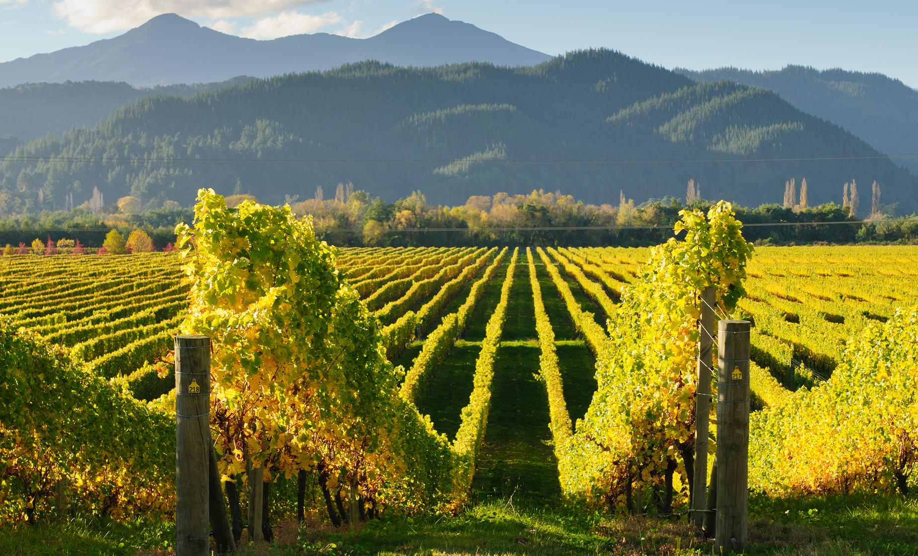The Wines of Marlborough Tour - Image 1
