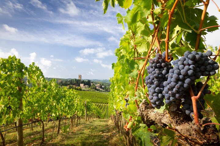 Chianti Classico Full Day Private Wine Tour - Image 5
