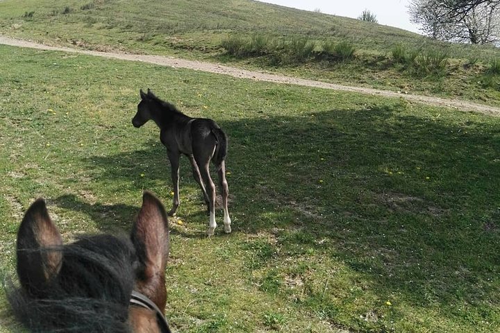 Horse ride in the Mugello (transfer from / to Florence) and Tuscan aperitif - Image 5