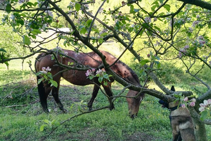 Horse ride in the Mugello (transfer from / to Florence) and Tuscan aperitif - Image 4