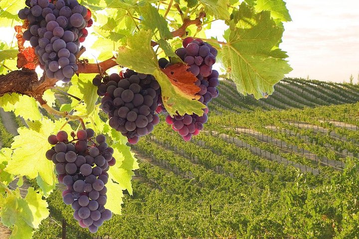 Private VIP Exclusive Tour to Siena and San Gimignano with Wine Tasting & Lunch - Image 5