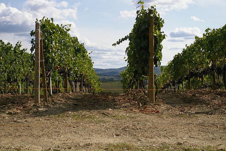 Private VIP Exclusive Tour to Siena and San Gimignano with Wine Tasting & Lunch - Image 3