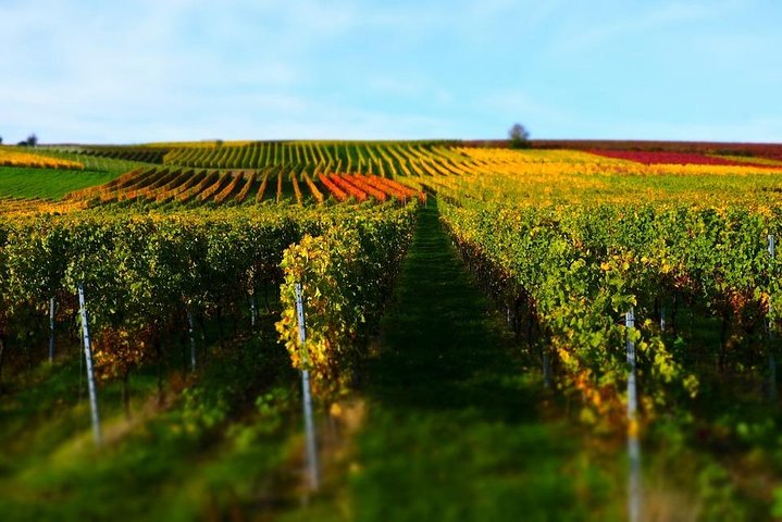 Proposals and Romantic Experiences in Tuscany - Image 2