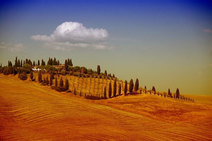 Shore excursion from Florence to San Gimignano and Siena - Image 5