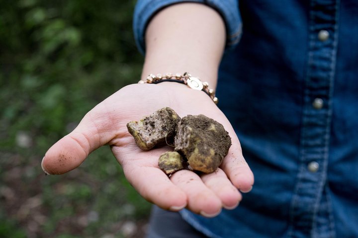 Truffle hunting + gourmet tasting (transfer included) - Image 2