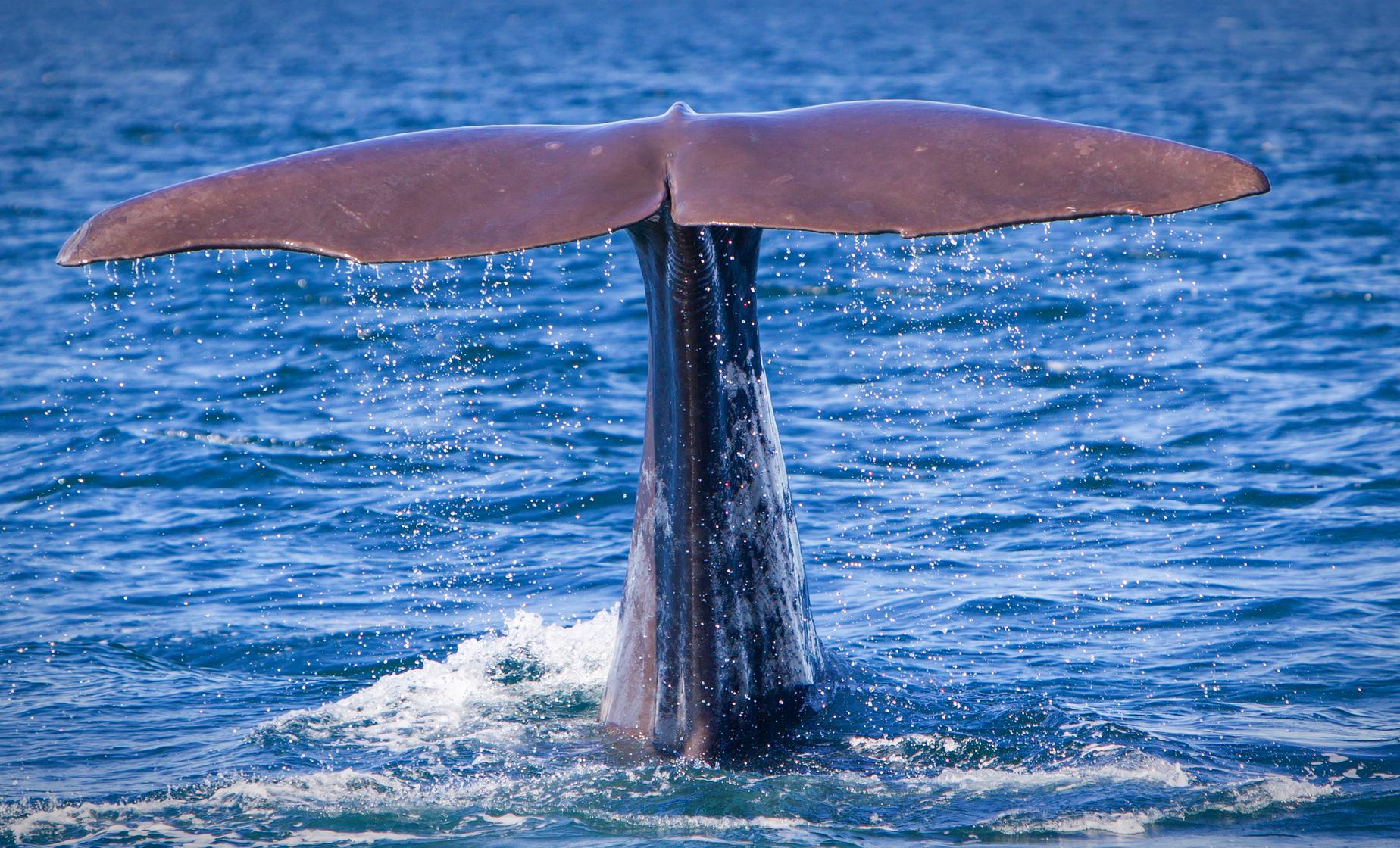 Dolphin & Whale Adventure - Image 1