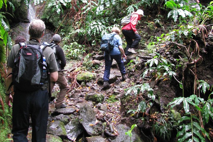 Full Day Hiking Faial da Terra (Min. 2 persons) - Image 5