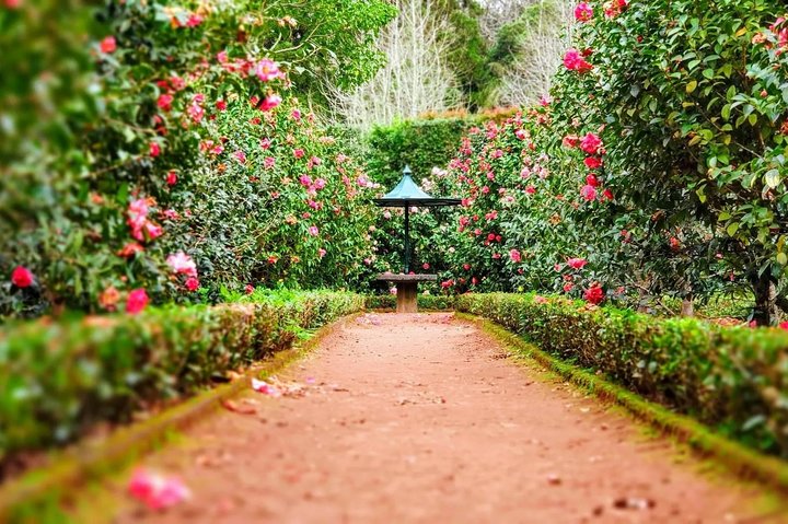 Full day tour from Ponta Delgada to Furnas volcano and hot springs - Image 1