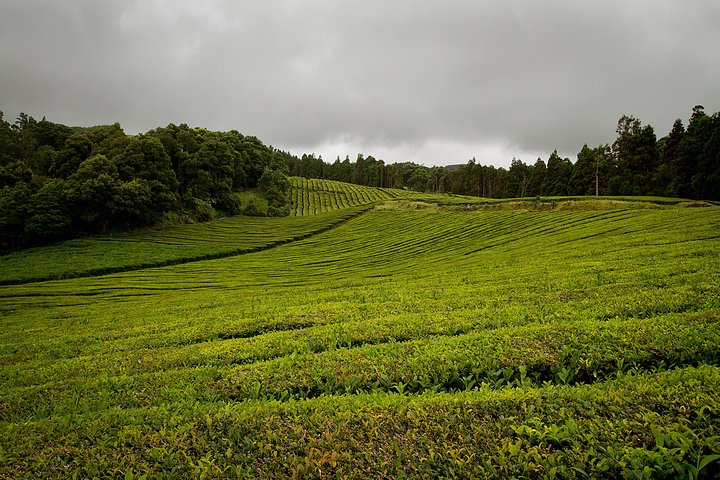 Half day Gorreana - Pedestrian Walk and Tea Tasting (Min. 2 persons) - Image 2