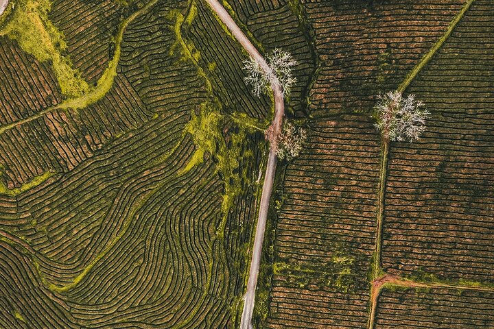 Half day Gorreana - Pedestrian Walk and Tea Tasting (Min. 2 persons) - Image 1