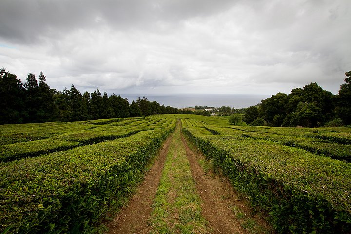 Half day Gorreana - Pedestrian Walk and Tea Tasting (Min. 2 persons) - Image 4