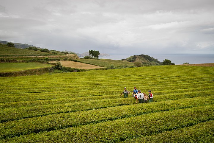 Half day Gorreana - Pedestrian Walk and Tea Tasting (Min. 2 persons) - Image 3