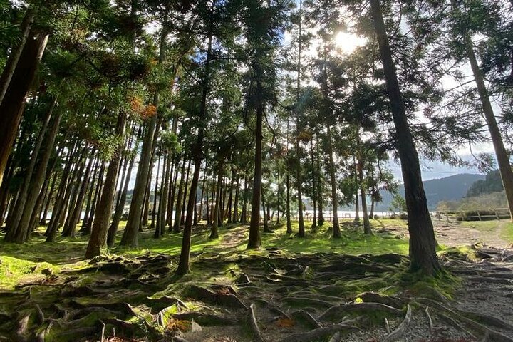Half Day Volcano of Fogo and Furnas Private Tour - Image 2