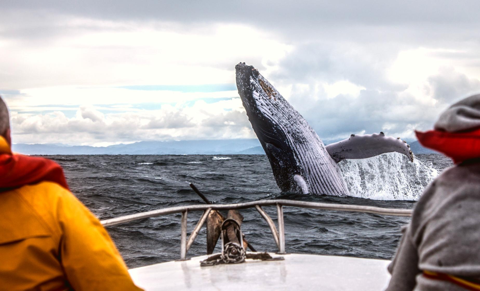 Private Whale Watching - Image 1