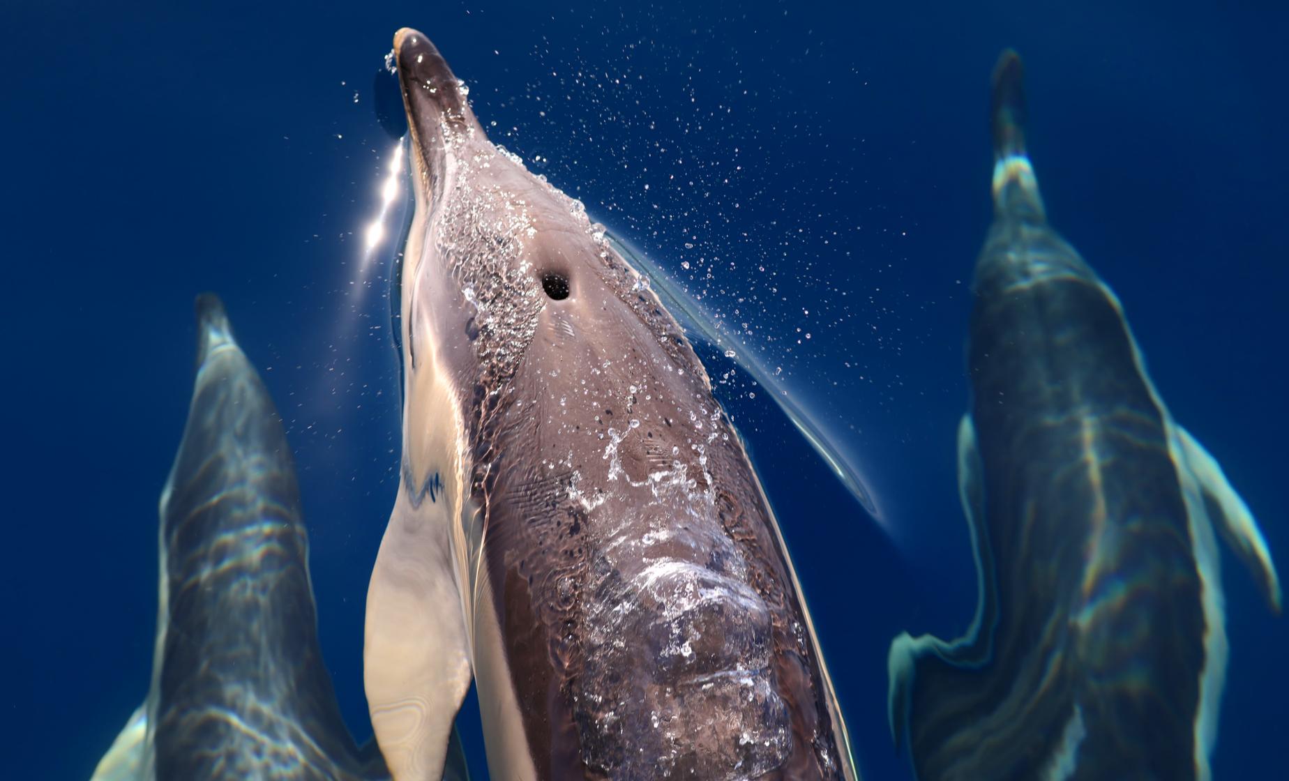 Swimming with the Dolphins - Image 1