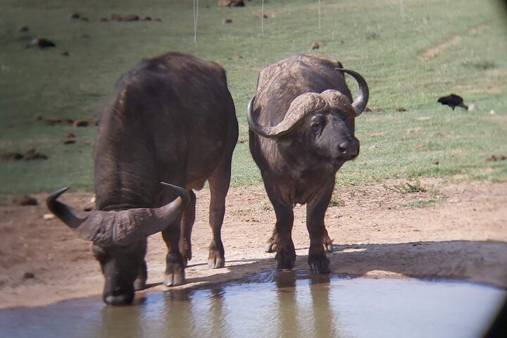 Addo Elephant National Park Full Day Safari - Image 2